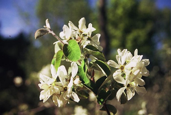 Amelanchier ovalis (3)